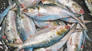 Read more about the article তাহিরপুর সীমান্তে ৪৬ কেজি ইলিশ জব্দ